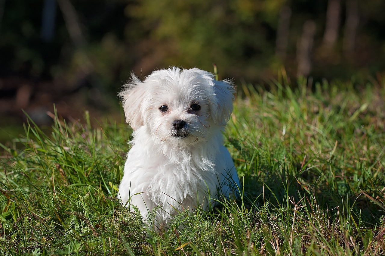 Tips for Training Your Dog to Use a Bell to Go Outside